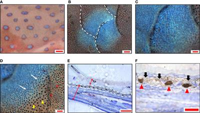 Ultrastructure and regulation of color change in blue spots of leopard coral trout Plectropomus leopardus